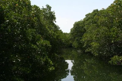 Captain Sterling's Everglades Eco-Tours