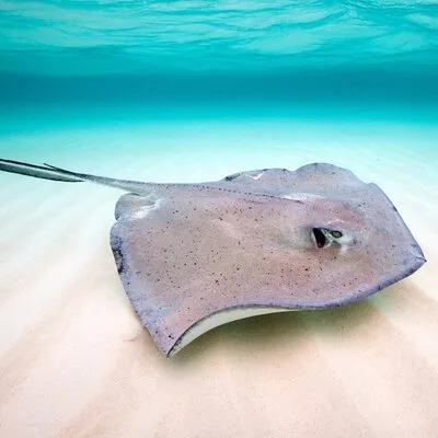 Key Largo Snorkeling Trips & Sandbar Tours